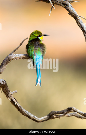 A swallow-tailed bee-eater perches on gnarled branches in the Kgalagadi Transfrontier Park, South Africa. Stock Photo
