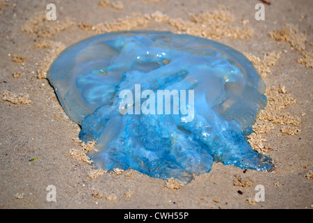 Blue Blubber (Catostylus mosaicus) Jellyfish washed up on a beach at Bribie Island, Queensland, Australia Stock Photo