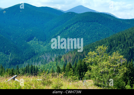 Summer misty mountain landscape with fir forest (Goverla Mount behind) Stock Photo