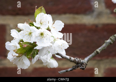 Prunus avium. Sweet Cherry 'Sunburst' blossom against a red brick wall. Stock Photo