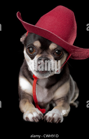 Cute chihuahua dressed in red cowboy hat isolated on black background Stock Photo