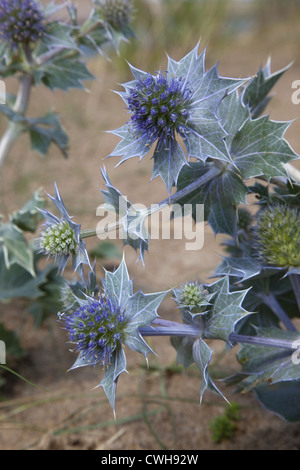 Sea Holly Eryngium maritimum growing in coastal dunes Stock Photo