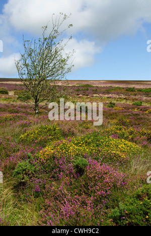 Dunkery Beacon, highest point of Exmoor National Park with blooming heather Stock Photo
