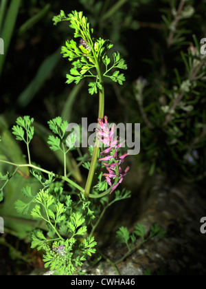Fumaria officinalis (Common Fumitory or Earth smoke - Wild Flower) Surrey Stock Photo