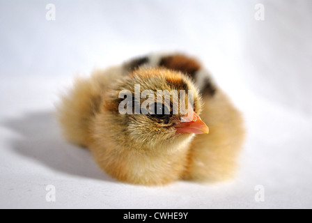 Gold Brahma one day old chick Stock Photo