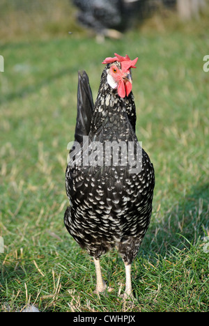 Ancona hen head on free ranging Stock Photo