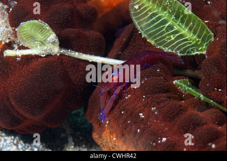 Emperor Shrimp on a sea cucumber in North Sulawesi. Stock Photo