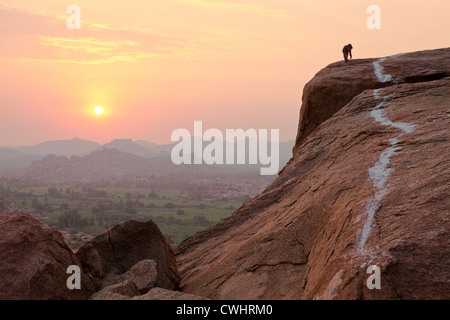 Monkey watching the sunrise from Matanga Hill in Hampi, Karnataka, India Stock Photo