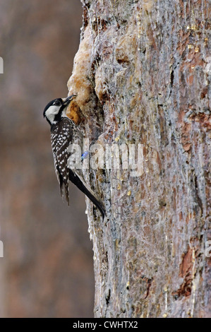 Red Cockaded Woodpecker (Picoides borealis) taking food to nest cavity in tree, Withalacoochee State Forest, Florida, USA Stock Photo