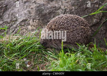 Hedgehog (Erinaceus europaeus), Alresford, Hampshire, England, United Kingdom. Stock Photo