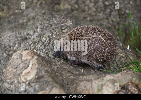 Hedgehog (Erinaceus europaeus), Alresford, Hampshire, England, United Kingdom. Stock Photo