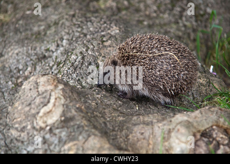 Hedgehog (Erinaceus europaeus), Alresford, Hampshire, England, United Kingdom. Stock Photo