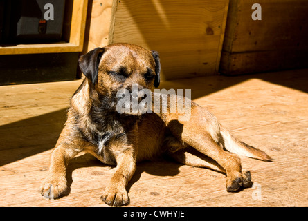 Border Terrier dog Canis Lupus Familiaris lying in the sun Stock Photo