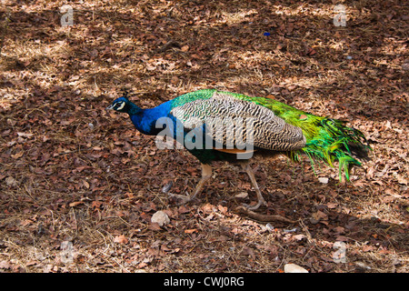 single peacock walking in park Stock Photo