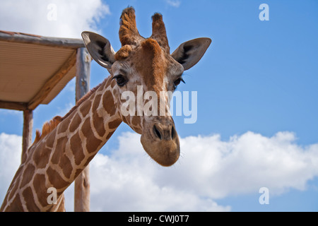 single giraffe head on summer sky Stock Photo