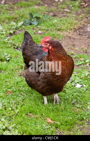 Rhode Island Red chicken on grass. Cornwall, England, United Kingdom. Stock Photo