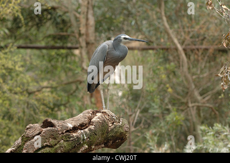 White-faced Heron, Egretta novaehollandiae, Melbourne Zoo Stock Photo