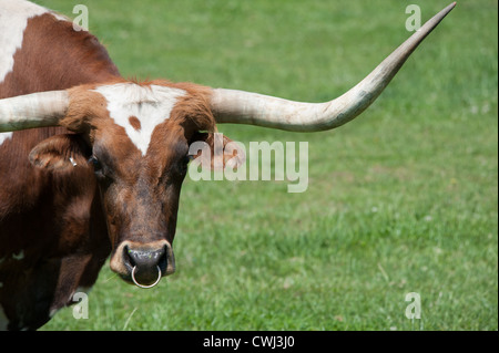 A longhorn bull in a field Stock Photo