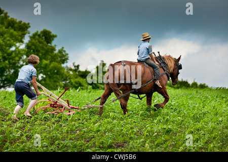 Barefoot Amish boys, brothers, 12 and 16, cultivating between rows of feed corn, Nelliston, in the Mohawk Valley of New York, USA. Stock Photo