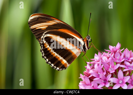 Banded Orange butterfly (Dryadula phaetusa) on pink star flowers Stock Photo