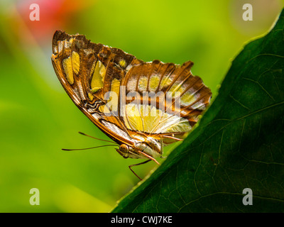 Malachite Siproeta Stelenes Butterfly Stock Photo