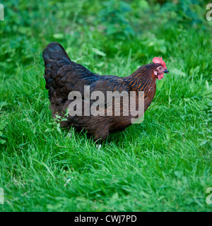 Rhode Island Red chicken on grass. Cornwall, England, United Kingdom. Stock Photo