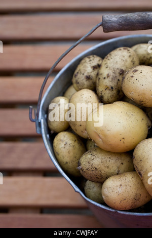 Solanum tuberosum variety 'Charlotte'. Bucket of freshly dug 'Charlotte' potatoes on a wooden table. Stock Photo