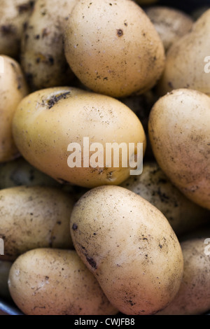 Solanum tuberosum variety 'Charlotte'. Bucket of freshly dug 'Charlotte' potatoes. Stock Photo