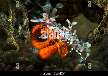 portrait Harlequin Shrimp Hymenocera elegans close up closeup makro macro harlequin-shrimp harlekin reef eat starfish living Stock Photo