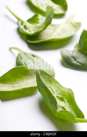 leaves of young fresh spinach Stock Photo