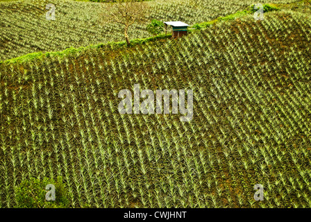 Pineapple plantation in the cool rolling hills of Tagaytay, Philippines Stock Photo