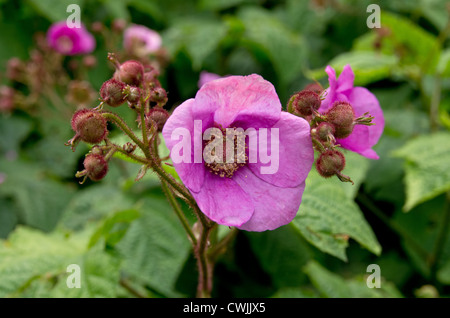 Rubus odoratus Purple-flowered Raspberry flower Stock Photo