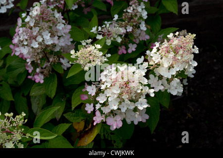 Hydrangea Paniculata "Pinky Winky" Stock Photo