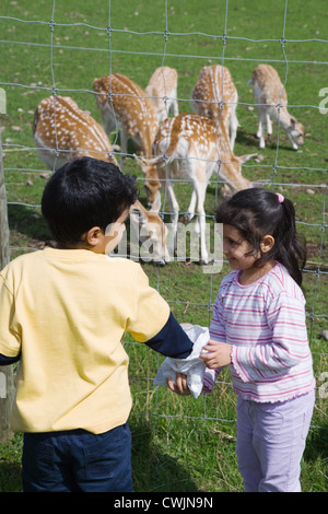 Children looking at reindeer on a visit to a city farm, Stock Photo