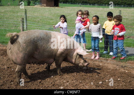 Children looking at a large pig on a visit to a city farm, Stock Photo
