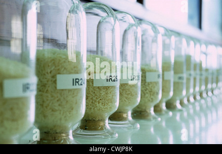 Philippines IRRI international rice research institute in Los Banos near Manila , research on new rice Hybrid varieties Stock Photo