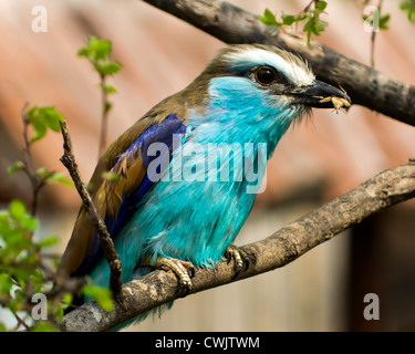 Racket Tailed Roller with bug Stock Photo