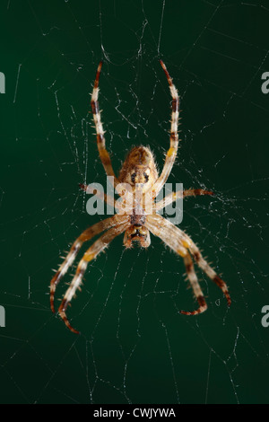 The European garden spider (Araneus diadematus, cross spider). Stock Photo