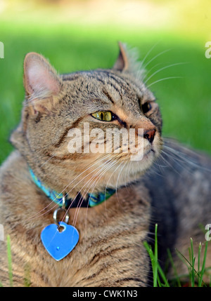 A gray Highlander Lynx cat in the grass sniffing the air for something to chase. Stock Photo