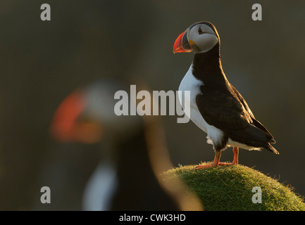 Atlantic puffin (Fratercula arctica) summer adults in evening light. Fair Isle, Shetland. June. Stock Photo