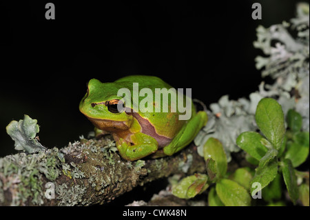 European / Common tree frog (Hyla arborea) sitting on lichen covered branch at night Stock Photo