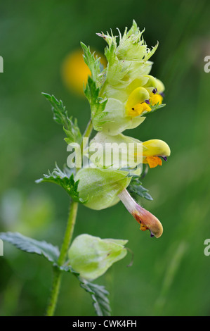 Greater Yellow-rattle / Yellow rattle (Rhinanthus angustifolius / Rhinanthus serotinus) in flower Stock Photo