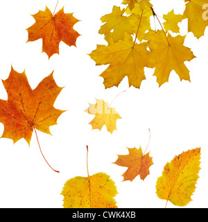 autumnal background with Maple tree Stock Photo