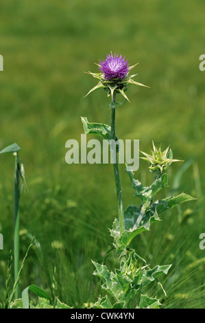 Blessed / Mediterranean Milk Thistle / Variegated / Mary Thistle (Silybum marianum / Carduus marianus) in flower Stock Photo