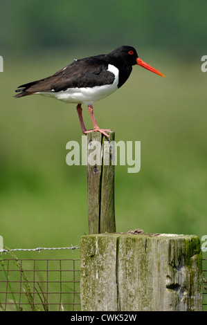 Eurasian Common Pied Oystercatcher (Haematopus ostralegus) perched on fence post in grassland Stock Photo