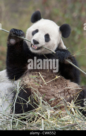 Wolong Reserve, China, Giant panda eating bamboo Stock Photo