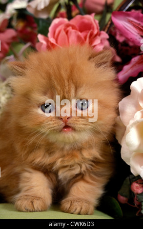 ginger persian kitten among flowers Stock Photo