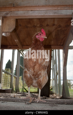 free range domestic chicken in run Stock Photo