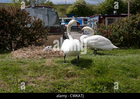 swansnesting with signets by longboats on Oxford Canal, ENgland Stock Photo