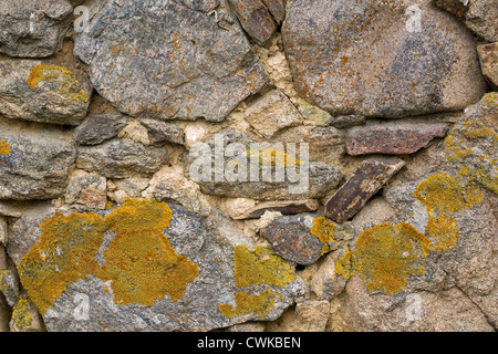 Lichen growing on an old stone wall. Stock Photo